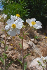 Argemone munita