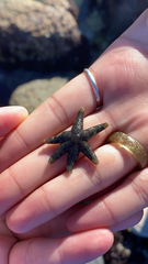 Leptasterias hexactis