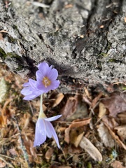 Crocus kotschyanus