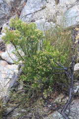 Acrothamnus melaleucoides