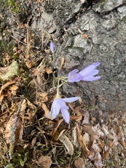 Crocus kotschyanus