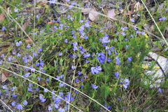 Dampiera stricta