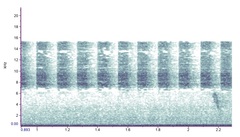 Diceroprocta viridifascia