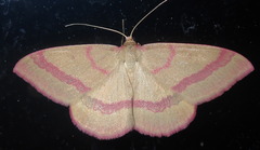 Rhodostrophia calabra