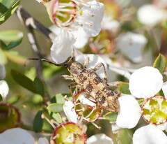 Pempsamacra dispersa