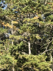 Pinus glabra