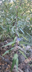 Salix laevigata