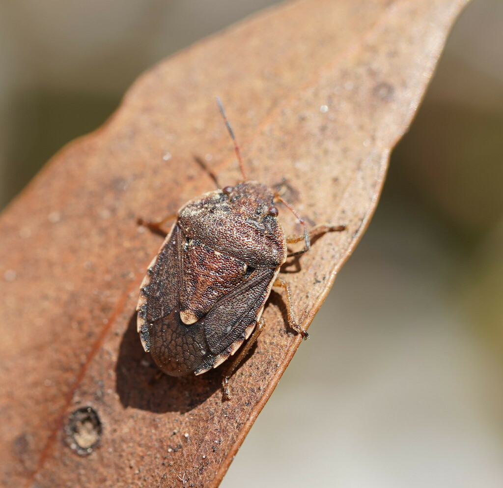 Dictyotus inconspicuus