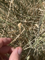 Funastrum