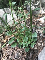 Campanula pyramidalis