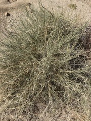 Funastrum