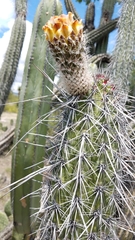 Lemaireocereus hollianus