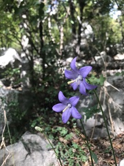Campanula pyramidalis