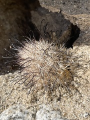 Mammillaria tetrancistra