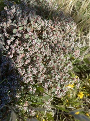 Euphorbia melanadenia
