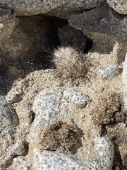 Mammillaria tetrancistra