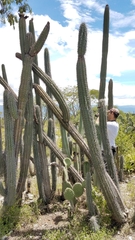 Lemaireocereus hollianus