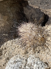 Mammillaria tetrancistra