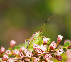 Pseudopantilius australis
