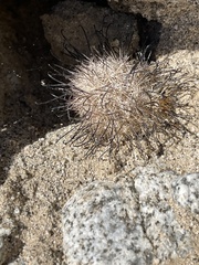 Mammillaria tetrancistra