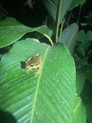 Trachycephalus mesophaeus