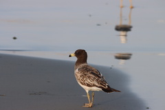 Larus belcheri
