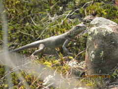 Tropidurus oreadicus