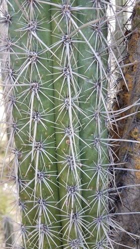 Lemaireocereus hollianus