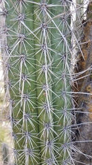 Lemaireocereus hollianus