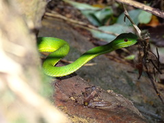 Trimeresurus stejnegeri