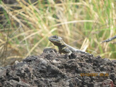 Tropidurus oreadicus