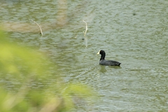 Fulica leucoptera