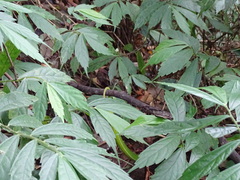 Trimeresurus stejnegeri