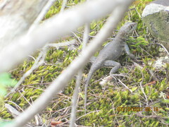 Tropidurus oreadicus