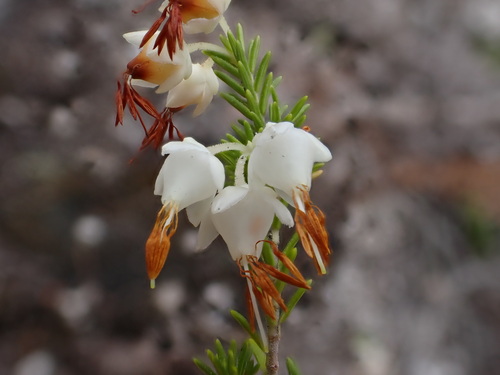 Image of Erica penicilliformis by (c) Ren Hoekstra, some rights reserved (CC BY)