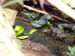 Trimeresurus stejnegeri