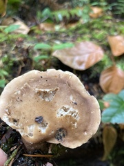 Jahnoporus hirtus