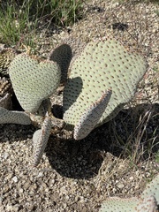 Opuntia basilaris basilaris