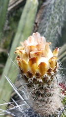 Lemaireocereus hollianus