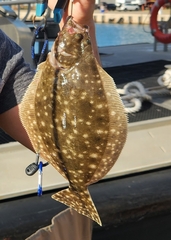 Paralichthys lethostigma