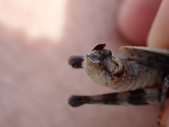 Melanoplus ponderosus
