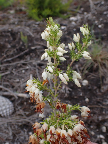 Image of Erica penicilliformis by (c) Ren Hoekstra, some rights reserved (CC BY)