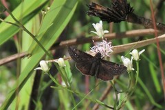 Erynnis zarucco