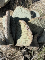 Opuntia basilaris basilaris
