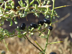 Lycium ruthenicum