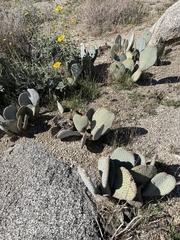 Opuntia basilaris basilaris