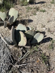 Opuntia basilaris basilaris