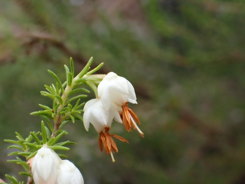 Image of Erica penicilliformis by (c) Ren Hoekstra, some rights reserved (CC BY)