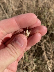 Sporobolus compositus