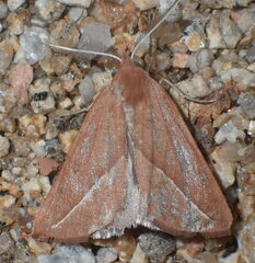 Compsoptera opacaria